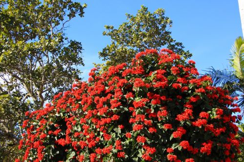 red flower red flower