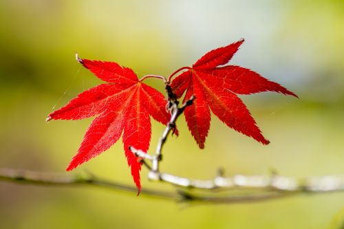 red leaves twins