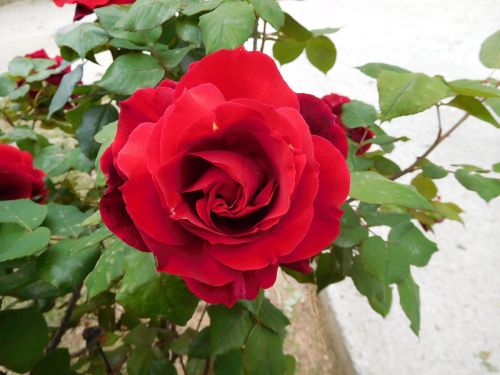 red rose flower