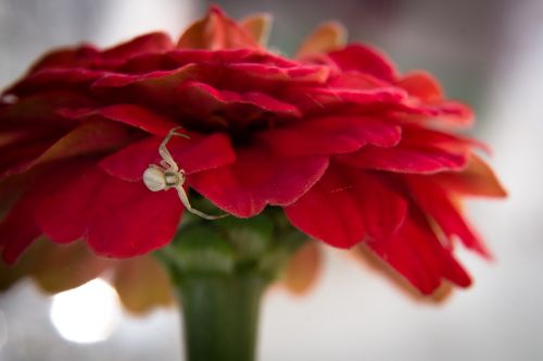 red flower white