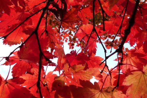 red foliage trees