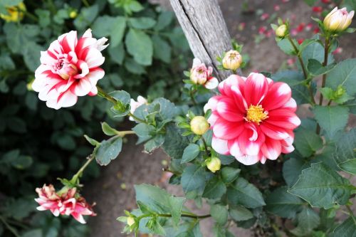 red white roses