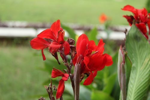 red flower green