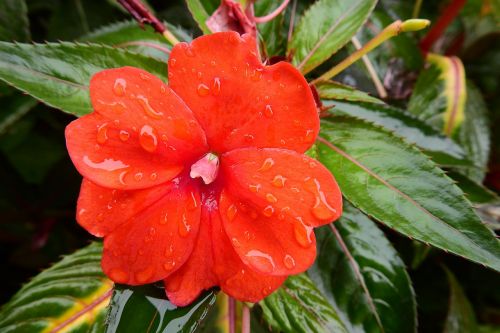 red flower nature