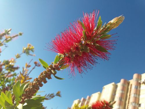 red flower sky