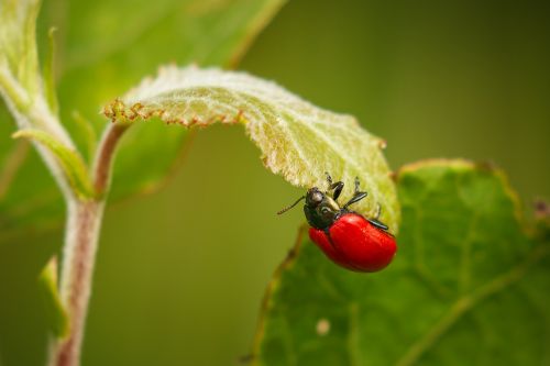 red beetle plant