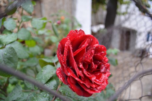 red love flower