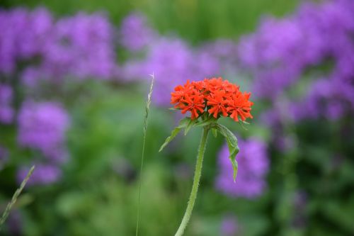 red flowers spring