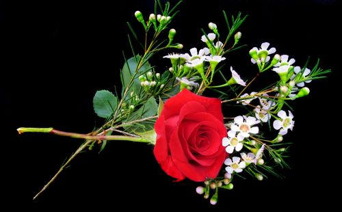 red rose and wax flower