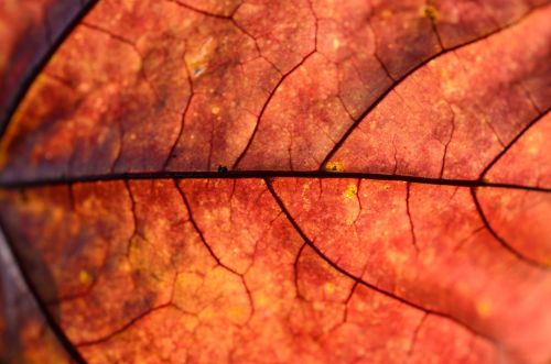 red leaf autumn