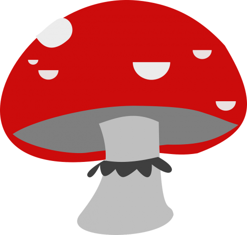 red mushroom fungi
