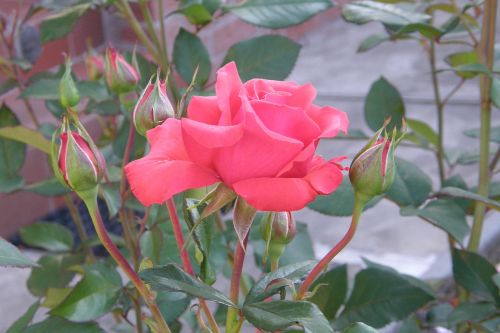 red rose floribunda