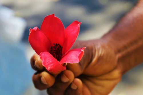 red exotic flower