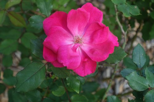 red rose flower