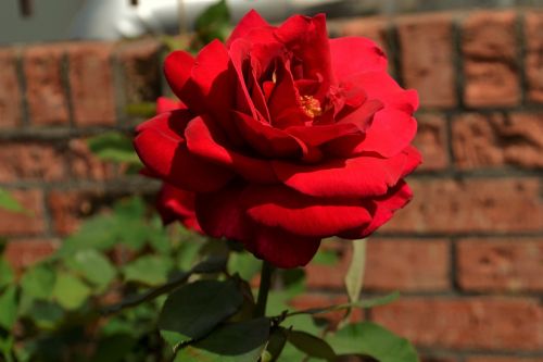 red rose flower