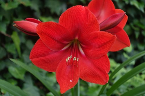 red  flower  nature