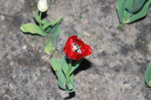 red tulip bright