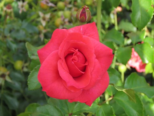 red  rose  blossom