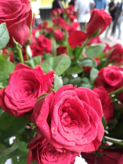 red  rose  blooming