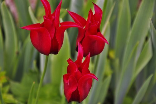 red  tulips  flower