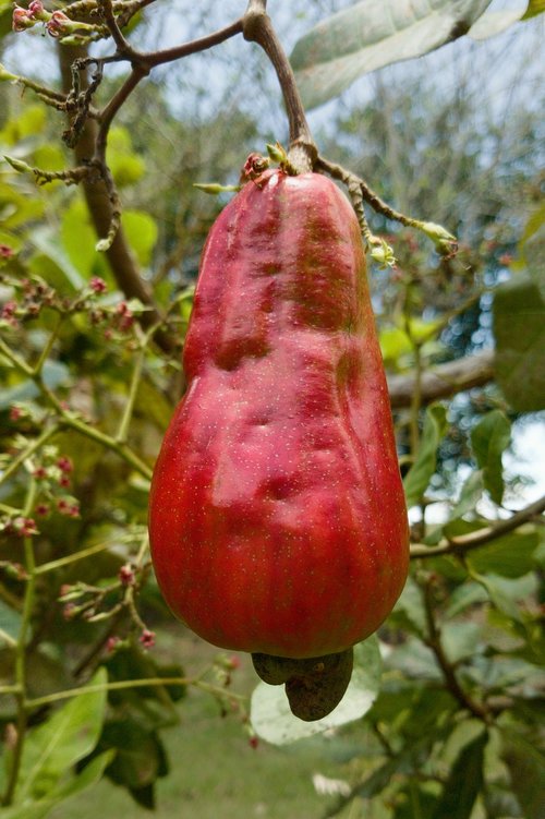 red  cashew  fruit