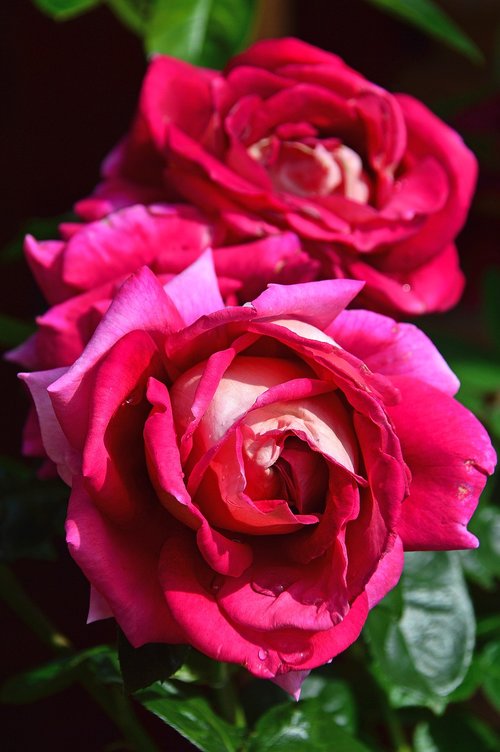 red  red rose  rose