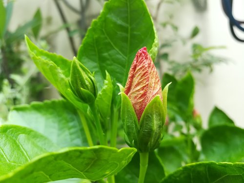 red  flowers