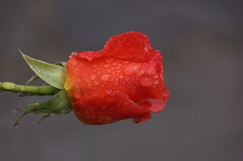 red  rose  water