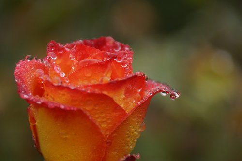 red  orange  rose