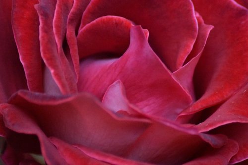 red  rose  flower