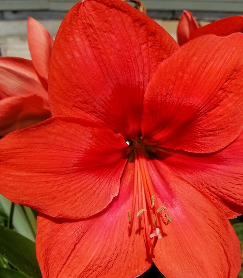 red  flower  macro