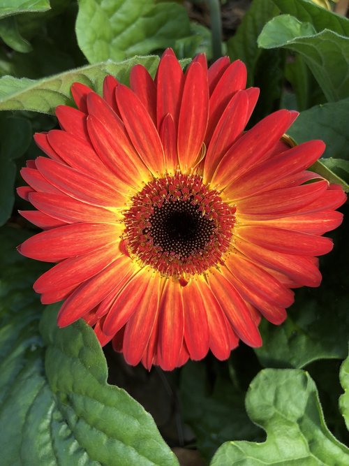 red  flowers  decoration