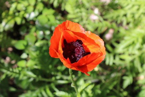 red  poppy  summer