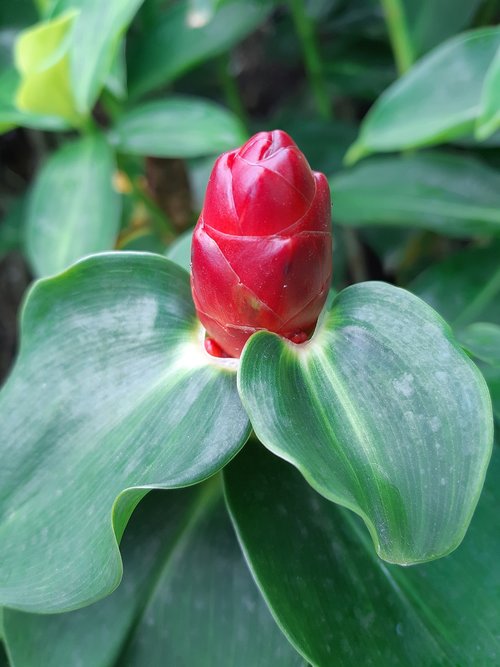 red  red flowers  flowers