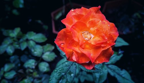 red  rose  flower