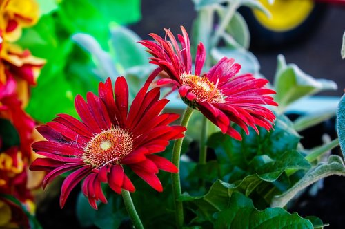 red  flowers  bloom