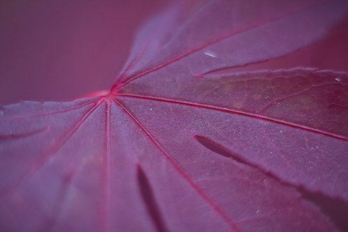 red  maple  leaf