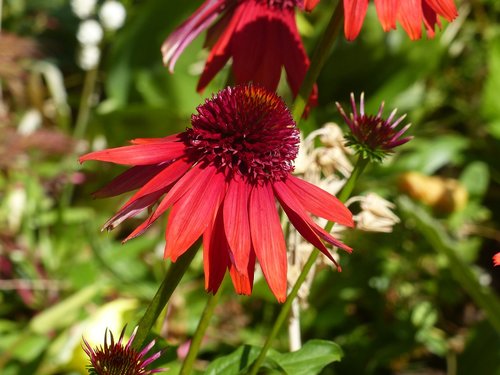 red  flower  sun hat