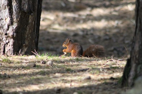 red  squirrel  nature