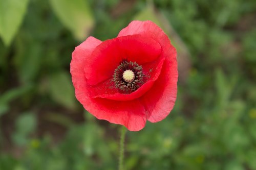 red  poppy  flower