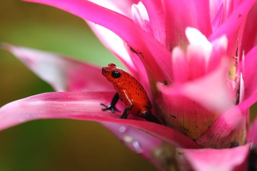 red  frog  pink