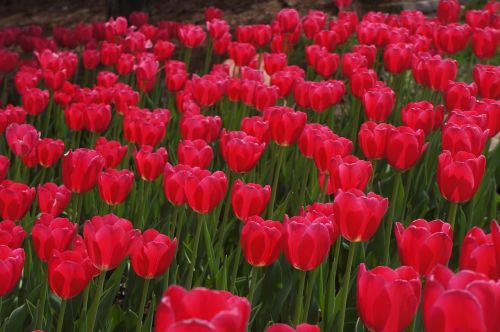 red flower red flower