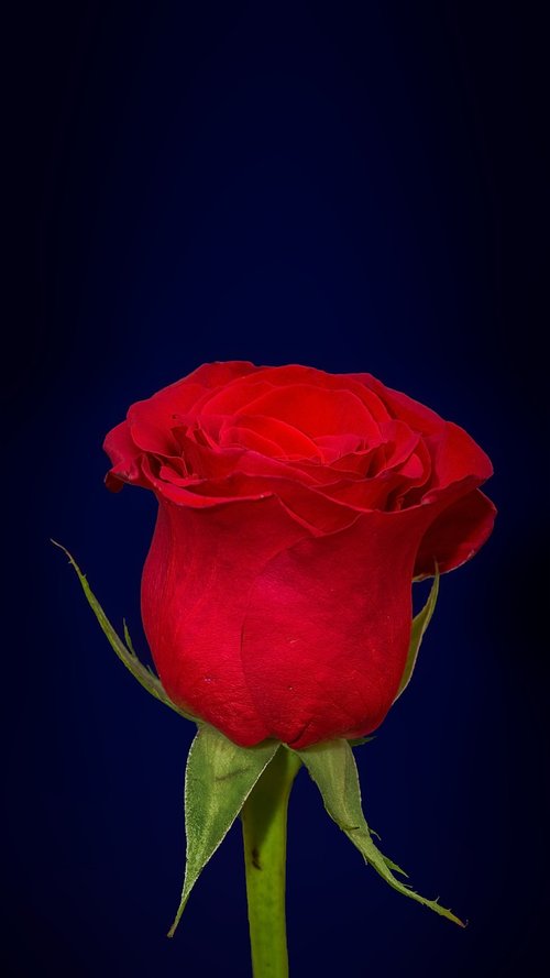 red  rose  dark