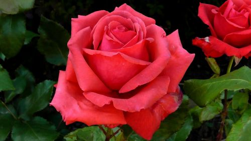 red red rose rose