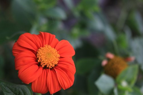 red  flower  nature