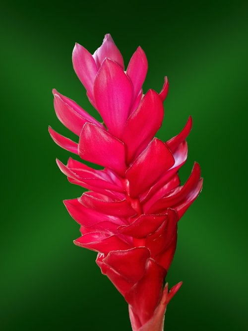 red  flower  phone