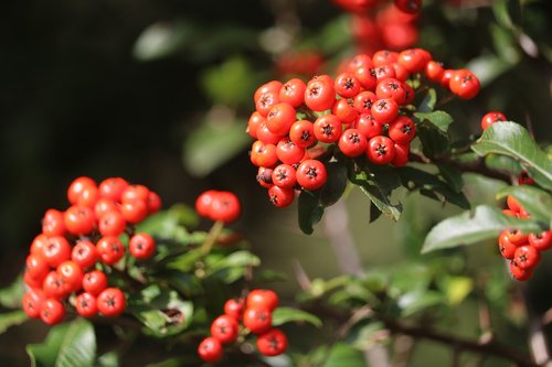 red  fruit  hawthorn