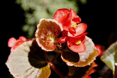 red  flower  macro