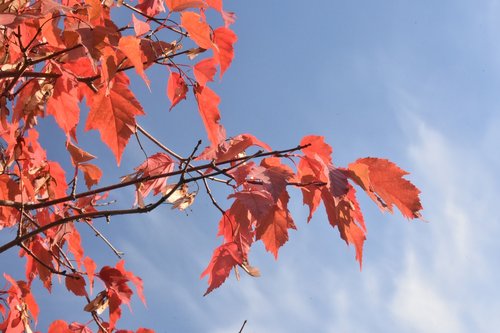 red  maple  autumn