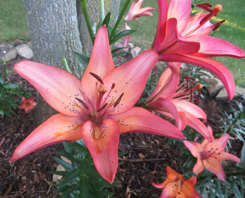 red  lily  bloom